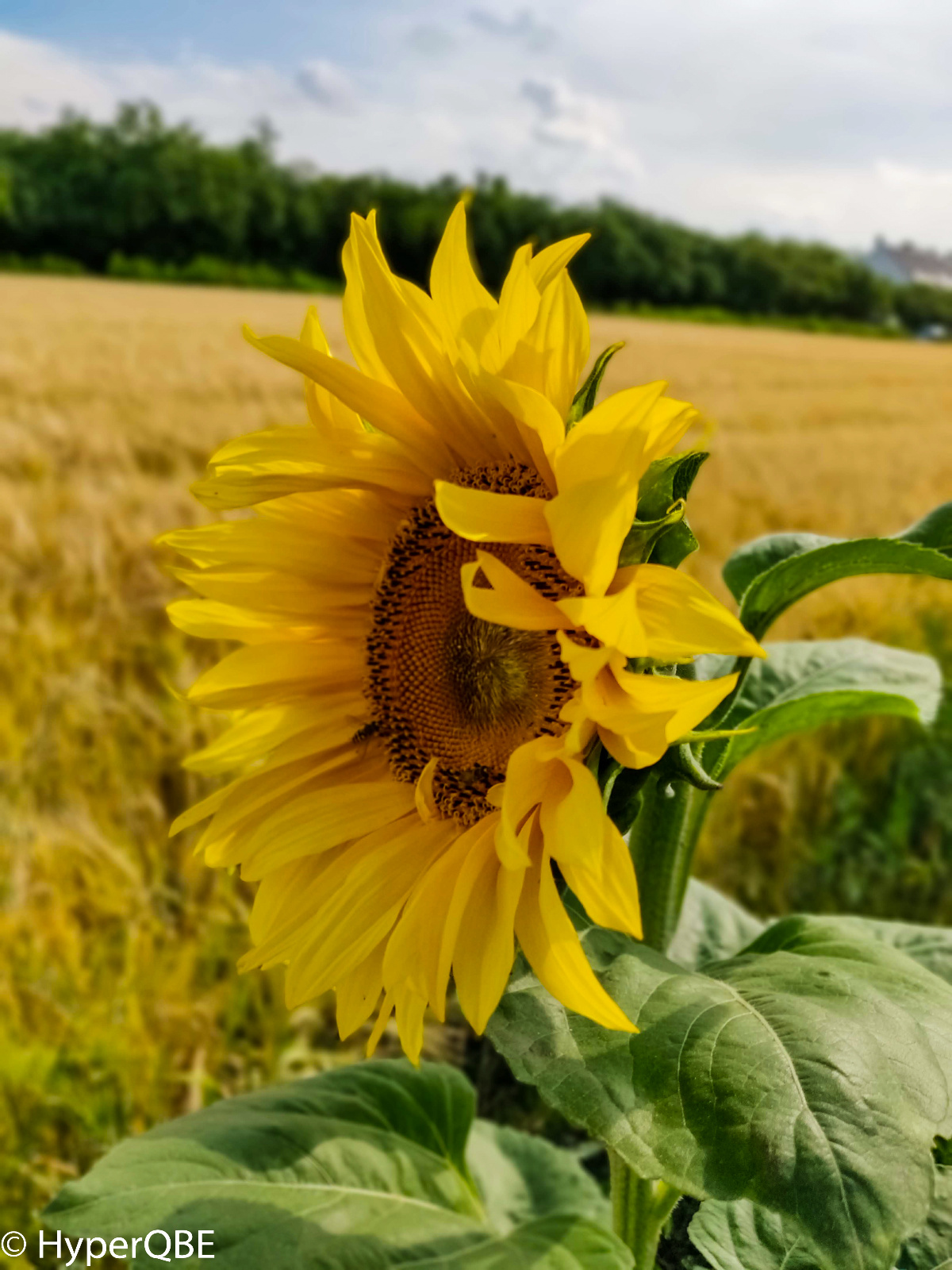 IMG 20180625 171259 Bokeh
